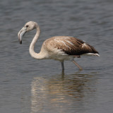 Greater flamingo (phoenicopterus roseus), Santa Pola, Spain, September 2009