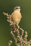Stonechat (saxicola rubicola), Turtmann, Switzerland, September 2009