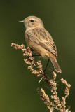 Stonechat (saxicola rubicola), Turtmann, Switzerland, September 2009