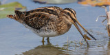 Common snipe (gallinago gallinago), Champ-Pittet, Switzerland, September 2009