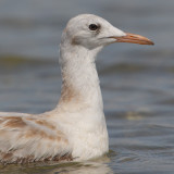 Slender-billed gull (larus genei), Santa Pola, Spain, September 2009