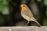 Robin (erithacus rubecula), Ayer, Switzerland, October 2009