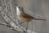 Subalpine warbler (sylvia cantillans), Cabo de Gata, Spain, September 2009