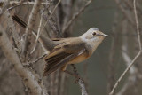 Subalpine warbler (sylvia cantillans), Cabo de Gata, Spain, September 2009