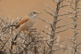 Spectacled warbler (sylvia conspicillata), Cabo de Gata, Spain, September 2009