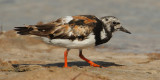 Ruddy turnstone (arenaria interpres), Torrevieja, Spain, September 2009