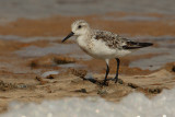 Sanderling (calidris alba), Torrevieja, Spain, September 2009