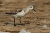 Sanderling (calidris alba), Torrevieja, Spain, September 2009