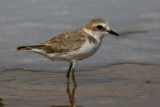 Kentish plover (charadrius alexandrinus), Torrevieja, Spain, September 2009