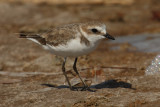 Kentish plover (charadrius alexandrinus), Torrevieja, Spain, September 2009