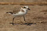 Kentish plover (charadrius alexandrinus), Torrevieja, Spain, September 2009