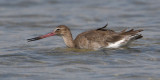 Black-tailed godwit (limosa limosa), Santa Pola, Spain, September 2009