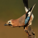 Eurasian jay (garrulus glandarius), Ayer, Switzerland, October 2009