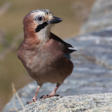 Eurasian jay (garrulus glandarius), Ayer, Switzerland, October 2009