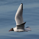 Black-headed gull (larus ridibundus),Ystad, Sweden, June 2010