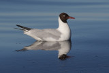 Black-headed gull (larus ridibundus),Ystad, Sweden, June 2010