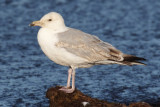 Herring gull (larus argentatus argentatus), Ystad, Sweden, June 2010