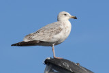 Herring gull (larus argentatus argentatus), Ystad, Sweden, June 2010