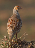 Grey francolin (francolinus pondicerianus), Jaipur, India, December 2009