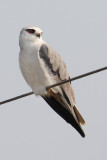 Black-winged kite (elanus caeruleus),Jaipur, India, December 2009