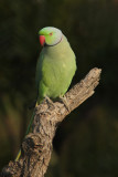 Rose-ringed parakeet (psittacula krameri), Jaipur, India, December 2009