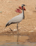 Demoiselle crane (anthropoides virgo), Keechan, India, January 2010