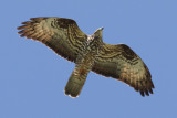 Honey buzzard (pernis apivorus), Leuk, Switzerland, July 2010