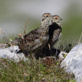 Ptarmigan (lagopus muta), Gemmipass, Switzerland, July 2010