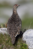 Ptarmigan (lagopus muta), Gemmipass, Switzerland, July 2010