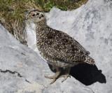 Ptarmigan (lagopus muta), Gemmipass, Switzerland, July 2010