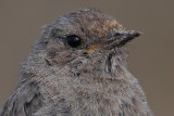 Black redstart (phoenicurus ochruros), Echandens, Switzerland, August 2010