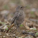 Black redstart (phoenicurus ochruros), Echandens, Switzerland, August 2010