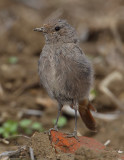 Black redstart (phoenicurus ochruros), Echandens, Switzerland, August 2010