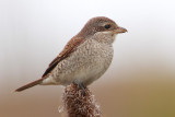 Red-backed shrike (lanius collurio), Grancy, Switzerland, August 2010