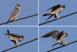 Peregrine falcon (falco peregrinus),Vullierens, Switzerland, August 2010