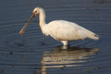 Eurasian spoonbill (platalea leucorodia), Udaipur, India, January 2010