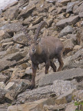 Ibex, Switzerland