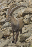 Ibex, Switzerland