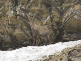 Ibex, Switzerland