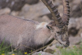 Ibex, Switzerland