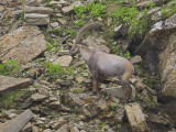 Ibex, Switzerland