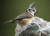 Crested tit (lophophanes cristatus), Ayer, Switzerland, October 2010