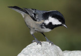 Coal tit (periparus ater), Ayer, Switzerland, October 2010