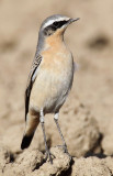 Northern wheatear (oenanthe oenanthe), Grancy, Switzerland, October 2010