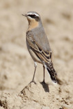 Northern wheatear (oenanthe oenanthe), Grancy, Switzerland, October 2010