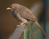  Jungle babbler (turdoides striata), Ranthambore, India, December 2009