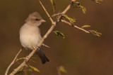 Chestnut-shouldered petronia (petronia xanthocollis), Ranthambore, India, December 2009