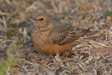 Rufous-tailed lark (ammomanes phoenicurus), Ranthambore, India, December 2009