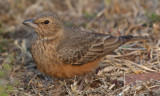 Rufous-tailed lark (ammomanes phoenicurus), Ranthambore, India, December 2009