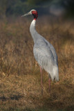 Sarus crane (grus antiogone), Bharatpur, India, December 2009